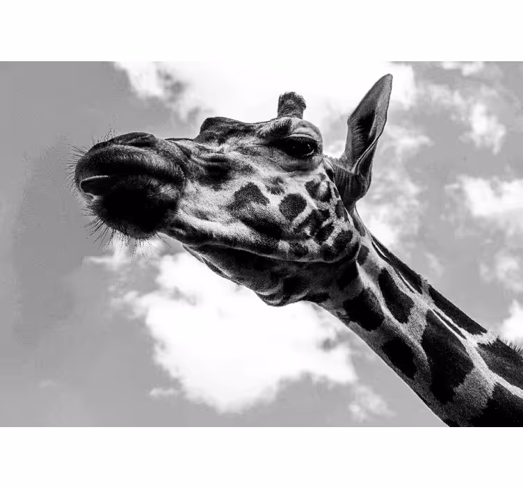 Tapisserie murale animaux portrait de girafe - TenStickers
