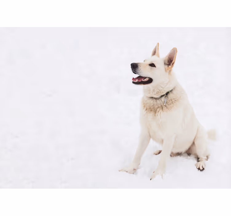 Tapisserie murale animaux chien blanc heureux - TenStickers