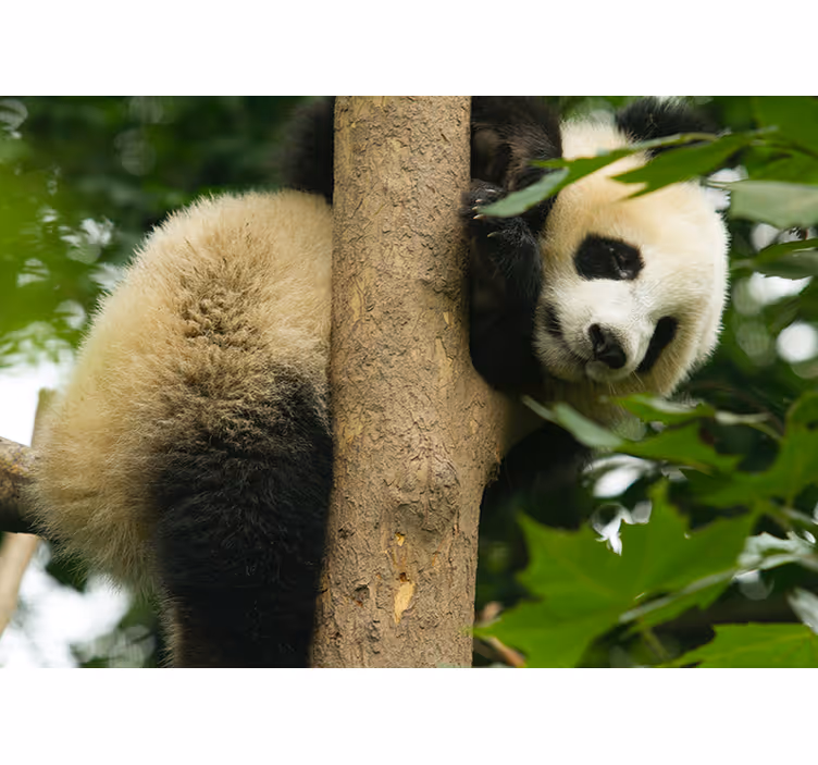 Tapisserie murale animaux panda grimpant à un arbre - TenStickers