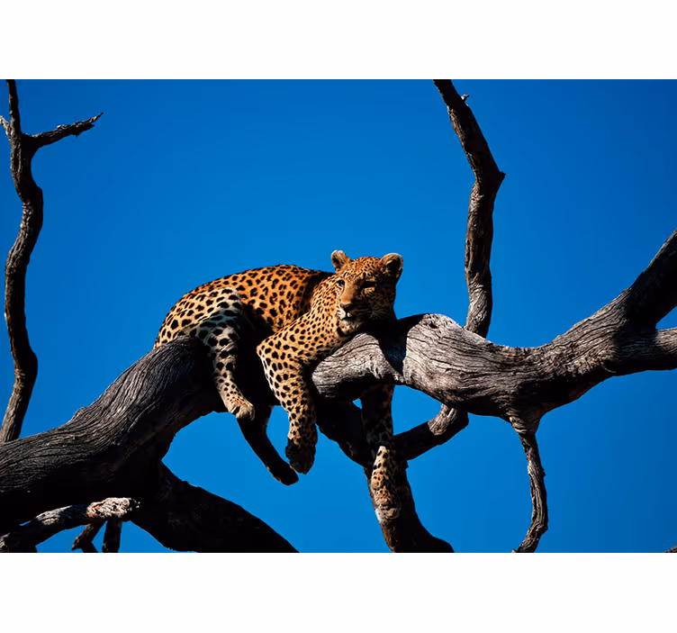 Papier peint mural d'animaux Léopard portant sur un arbre - TenStickers