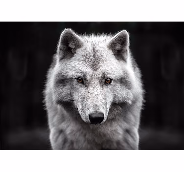 Papier peint mural d'animaux Loup blanc - TenStickers