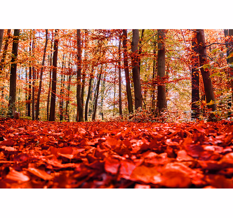 Papier peint mural forets Feuilles rouges - TenStickers