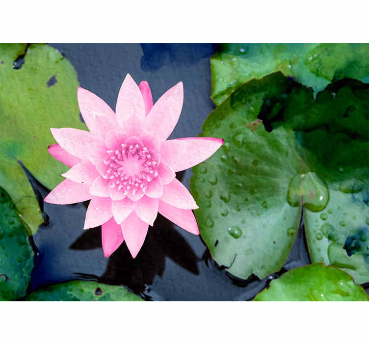 Tapisserie fleur fleur de lotus rose - TenStickers