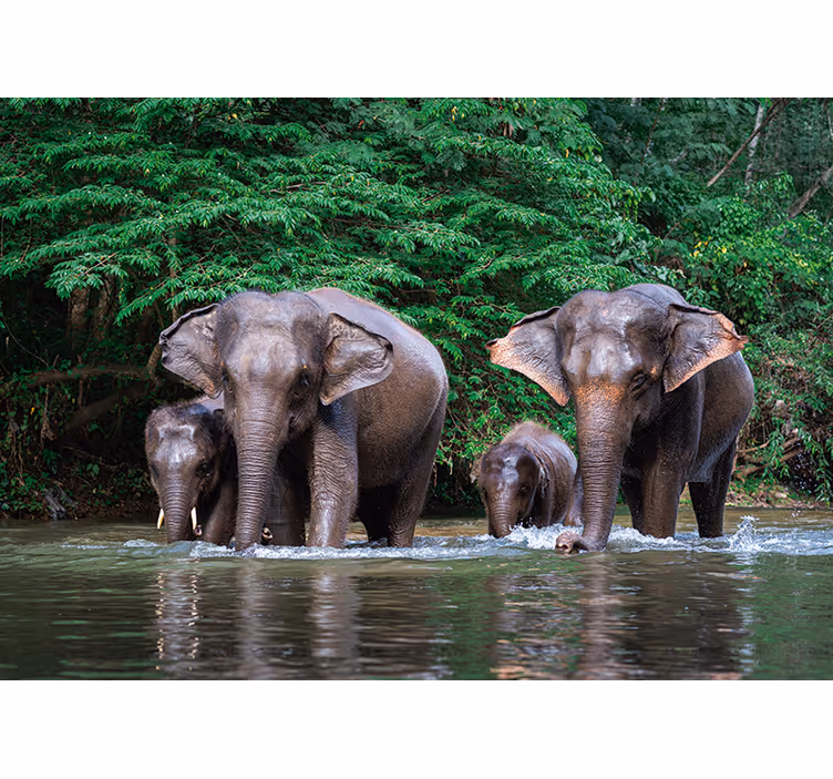 Tapisserie murale animaux éléphants dans l'eau - TenStickers