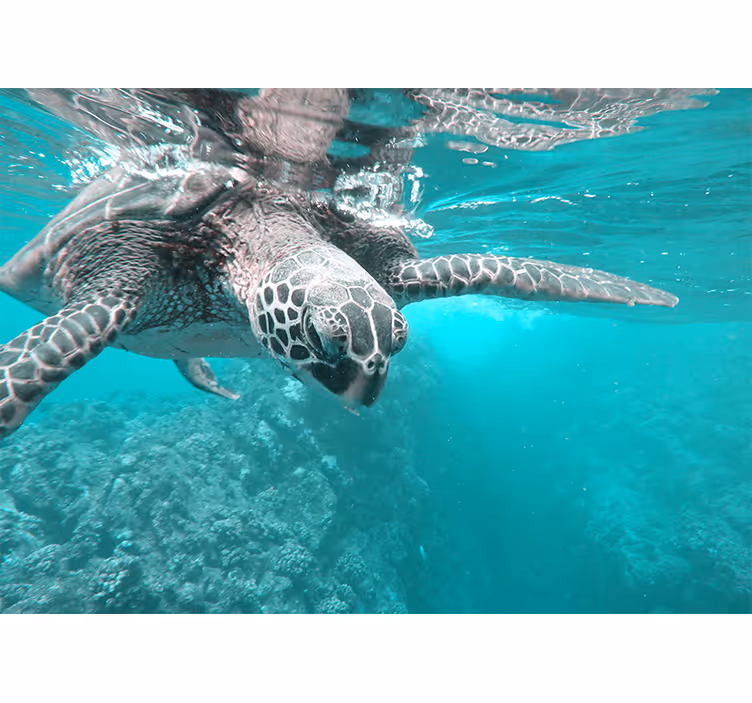 Tapisserie murale animaux rencontre paisible avec une tortue - TenStickers