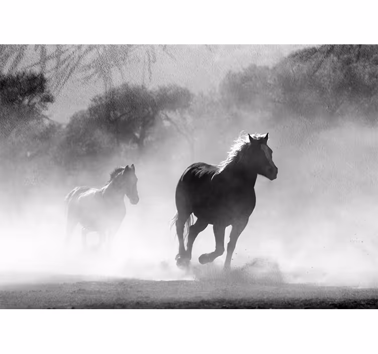 Papier peint mural d'animaux Cheval blanc et noir - TenStickers