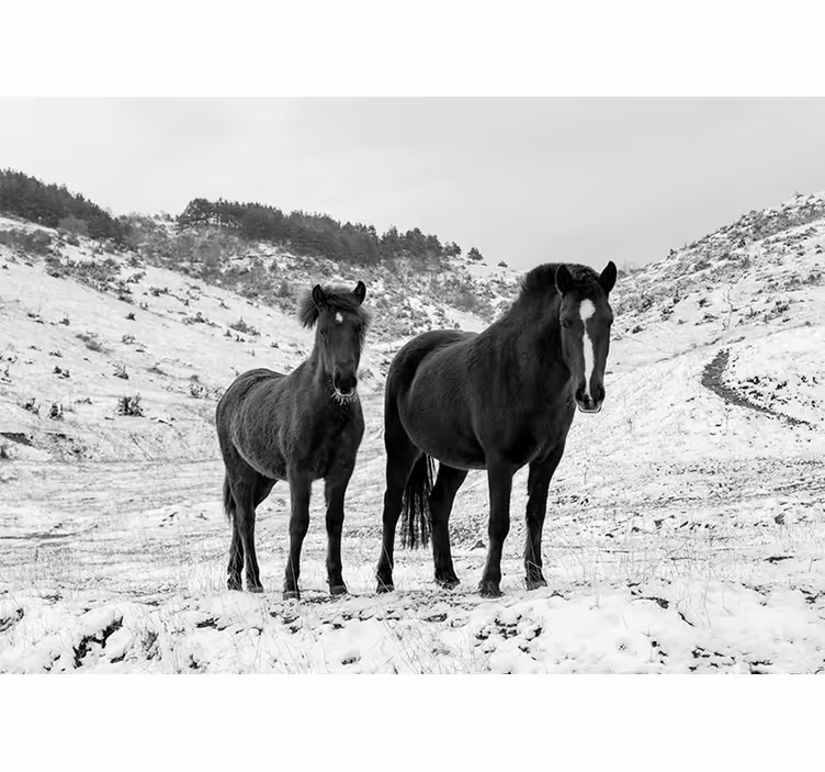 Papier peint mural d'animaux Chevaux dans la neige - TenStickers