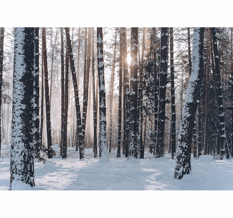 Papier peint mural forets Forêt blanche - TenStickers