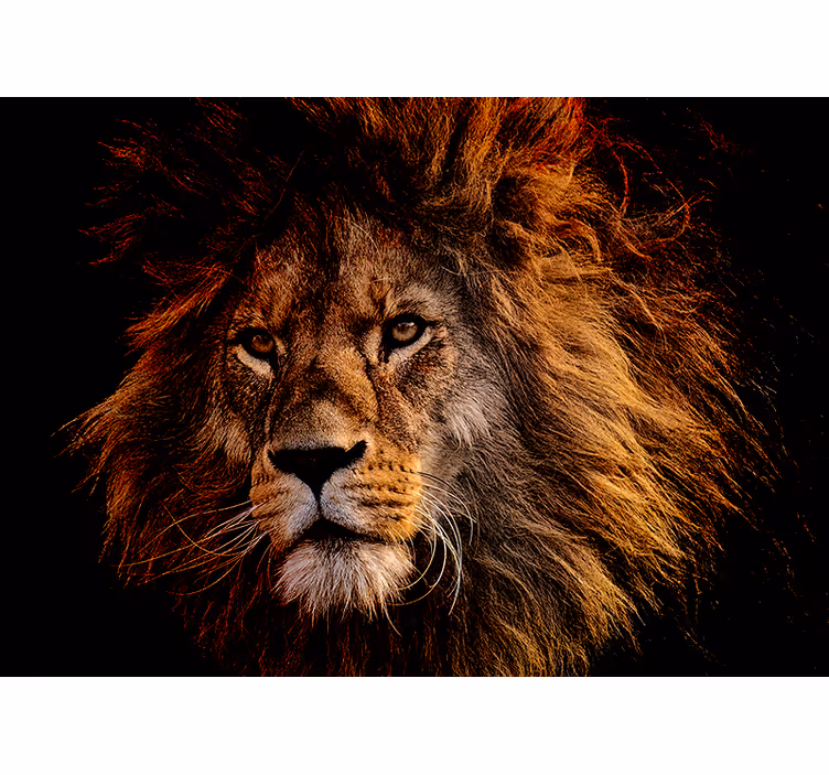 Papier peint mural lion Lion sur fond - TenStickers