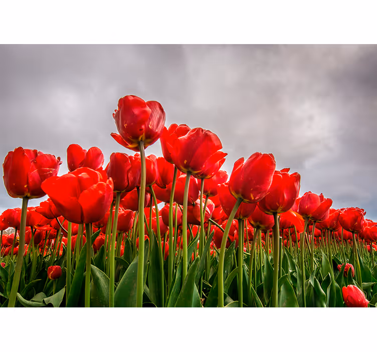Tapisserie murale coquelicots champ de tulipes rouges - TenStickers