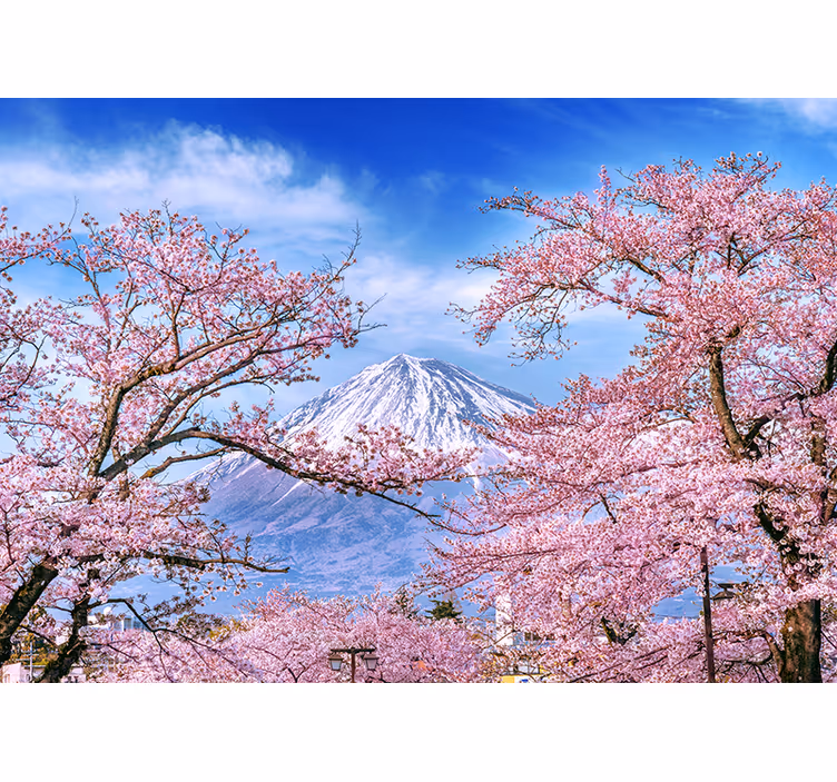Tapisserie nature paysage de cerisiers en fleurs - TenStickers