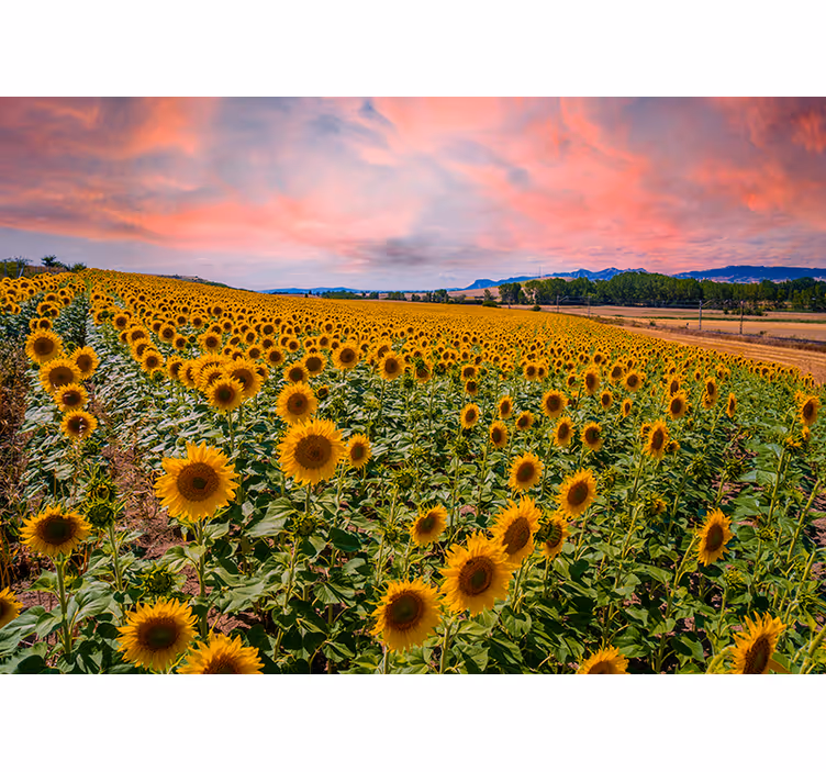 Papier peint mural de fleurs Beau champ de tournesol - TenStickers