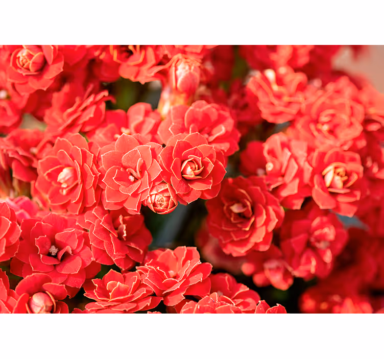 Tapisserie fleur Éclosion de fleurs rouges - TenStickers