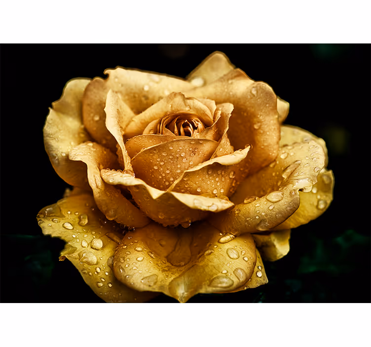 Papier peint mural roses Gros plan rose d'or - TenStickers