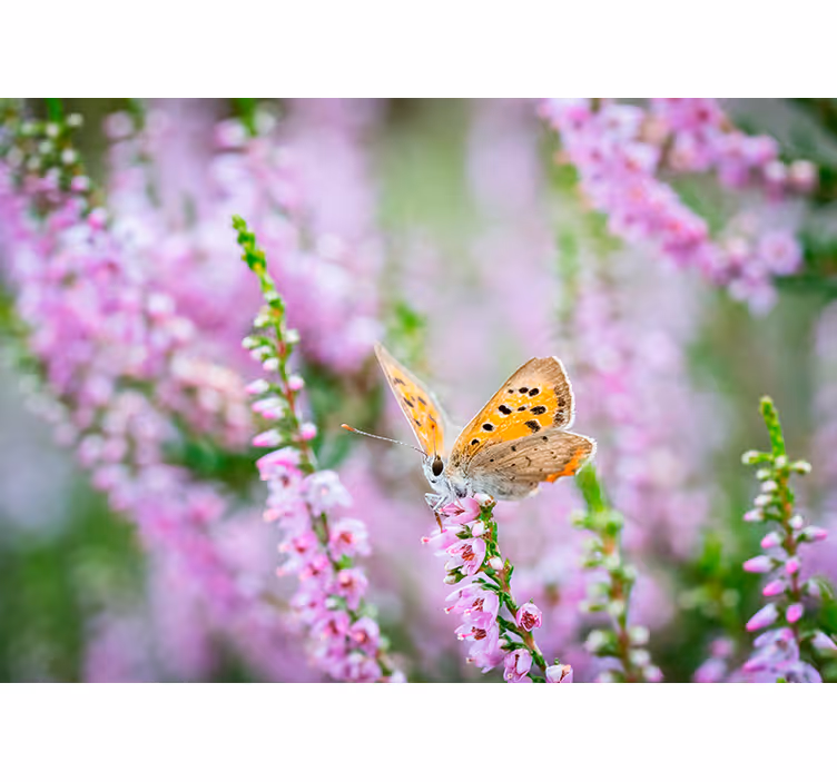 Tapisserie fleur papillon sur une fleur - TenStickers