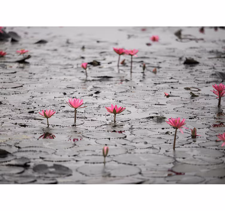 Tapisserie fleur lotus rose en éclosion - TenStickers