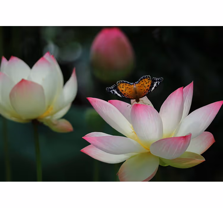 Tapisserie fleur charmante fleur de lotus - TenStickers
