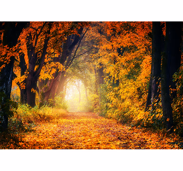 Papier peint mural forets Automne coloré - TenStickers