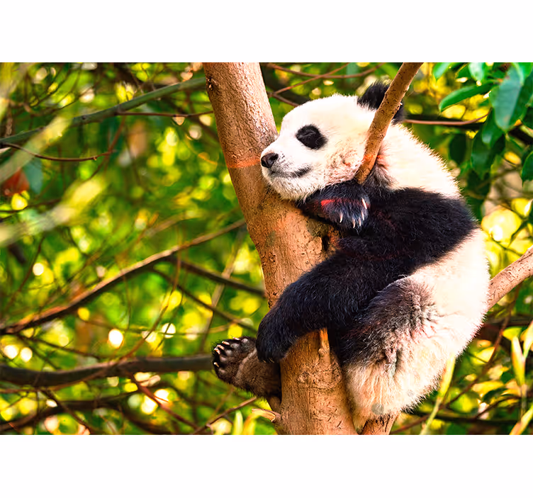 Tapisserie murale animaux bébé panda relaxant - TenStickers