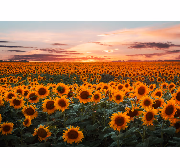 Papier peint mural de fleurs Tournesol orange coucher de soleil - TenStickers