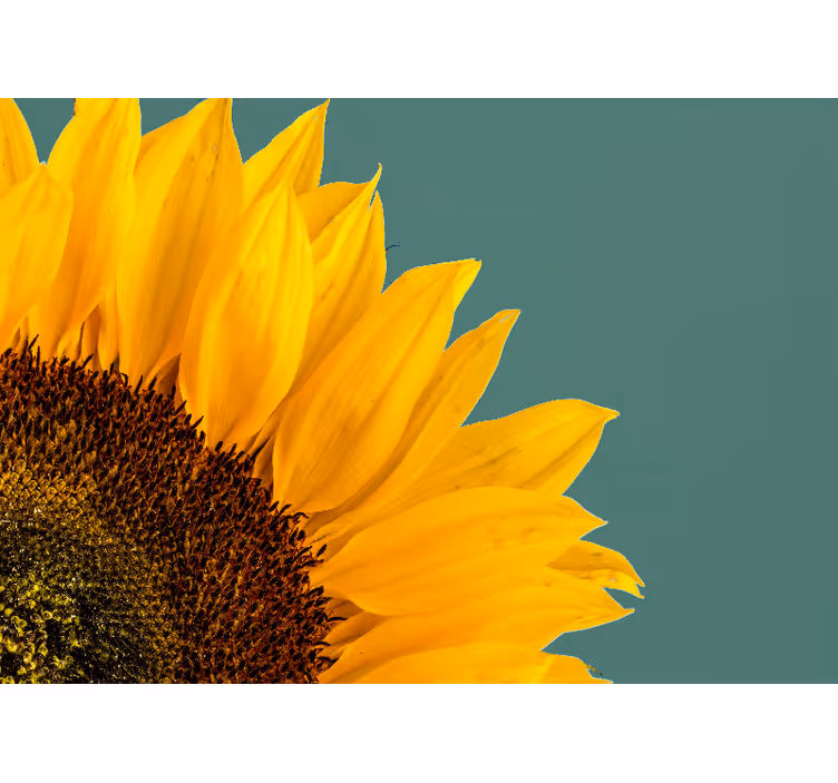Papier peint mural de fleurs Tournesol gros plan - TenStickers