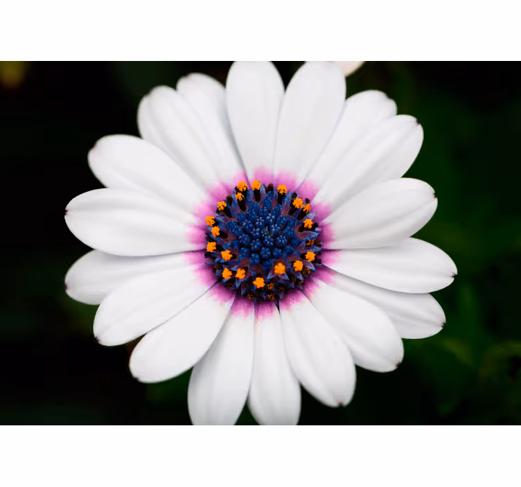 Papier peint mural de fleurs Marguerite blanche et violette - TenStickers