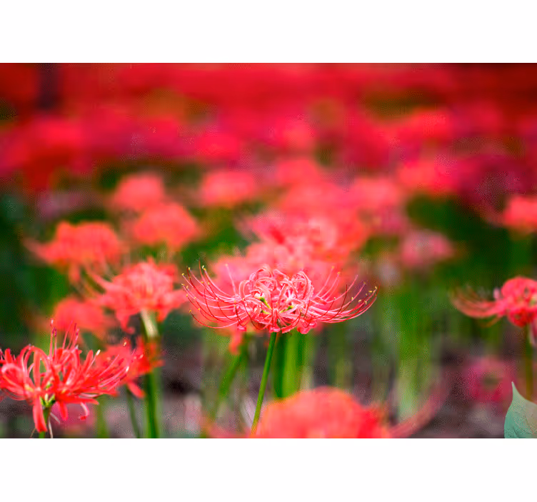 Tapisserie murale coquelicots fleurs cramoisies vivantes - TenStickers