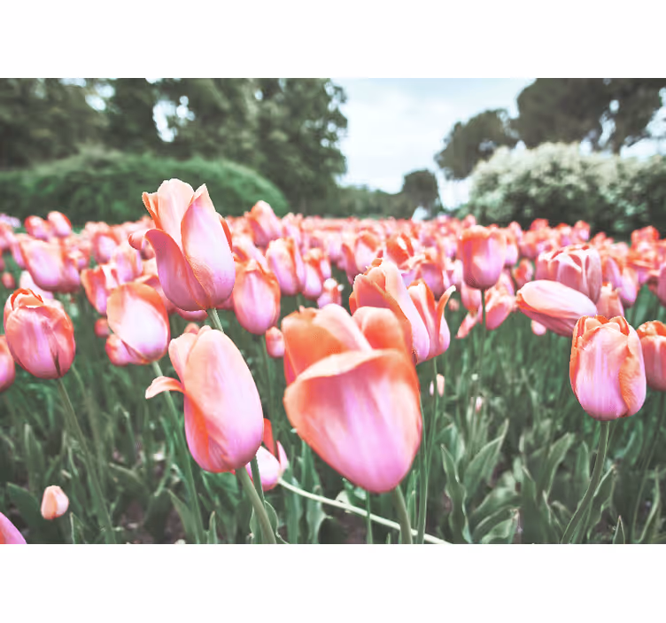 Tapisserie murale coquelicots champ de tulipes - TenStickers