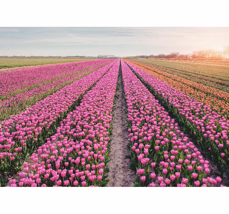 Papier peint tulipes Champ de ligne de tulipe - TenStickers