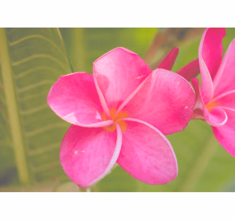 Tapisserie fleur accent floral rose - TenStickers