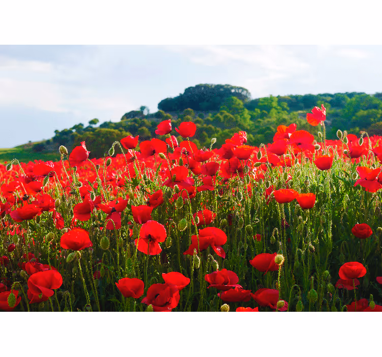 Papier peint mural coquelicots Champ de pavot rouge et vert - TenStickers