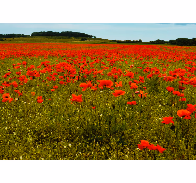 Tapisserie murale coquelicots champ de coquelicots vibrant - TenStickers