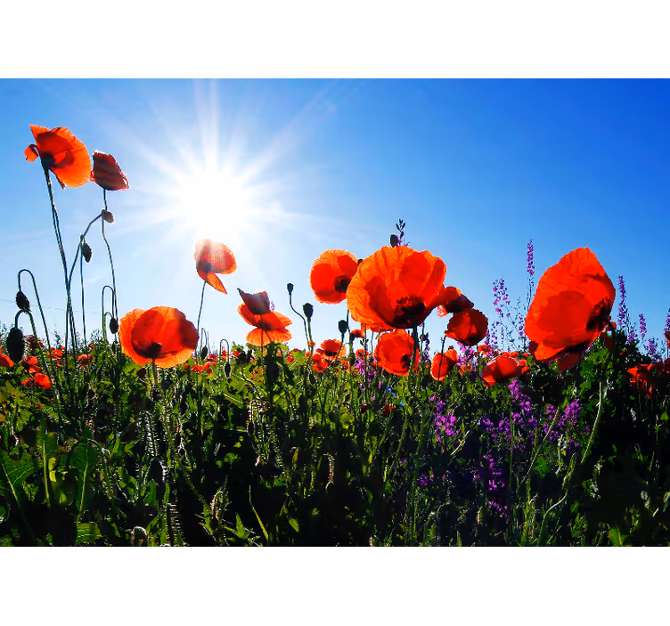Tapisserie murale coquelicots champ ensoleillé - TenStickers