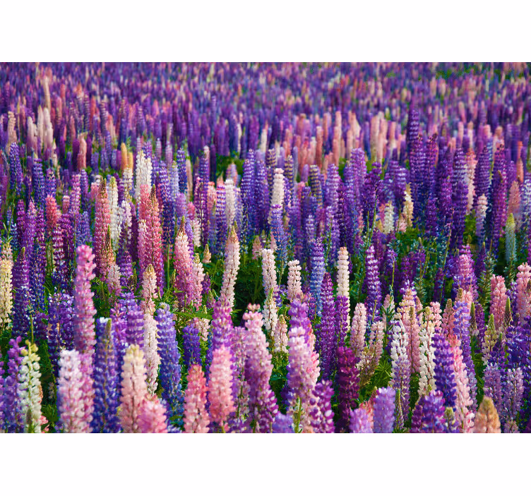 Tapisserie fleur Épanouissements pourpres luxuriants - TenStickers