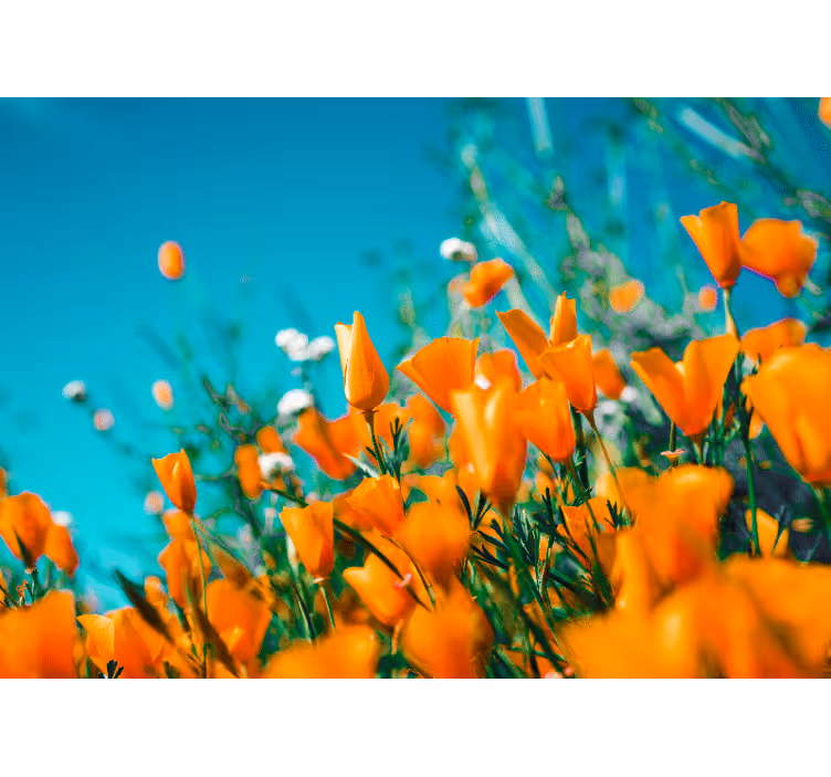 Tapisserie fleur poppies dorées - TenStickers