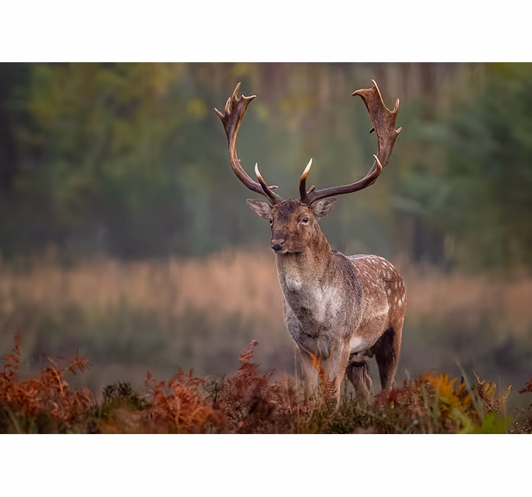 Tapisserie murale animaux présence du cerf majestueux - TenStickers