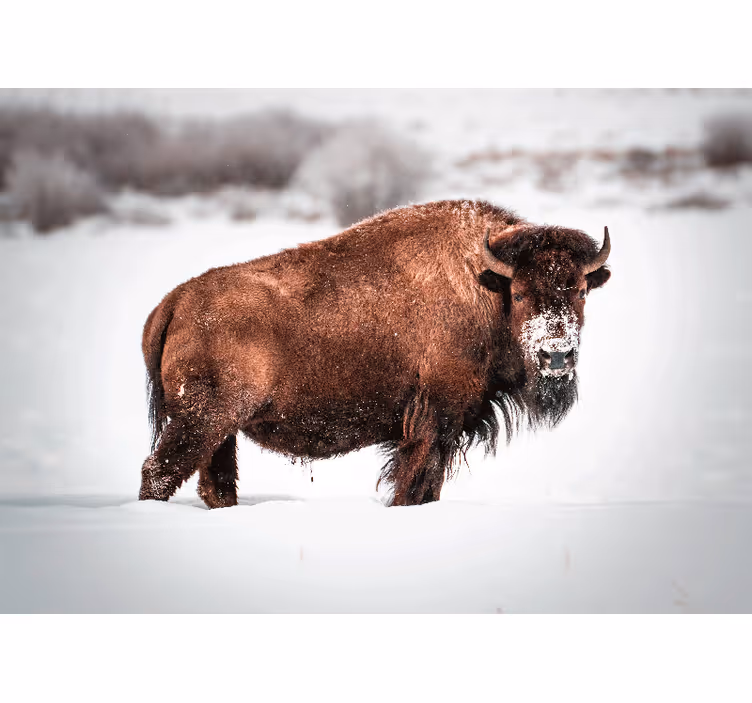 Tapisserie murale animaux bison majestueux - TenStickers