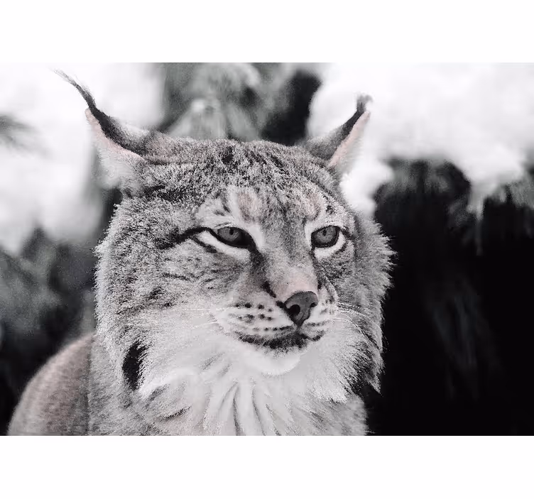 Tapisserie murale animaux lynx au regard perçant - TenStickers