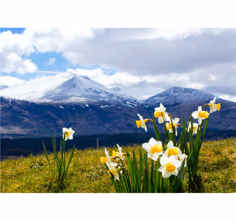 Tapisserie fleur jonquilles sur les montagnes - TenStickers