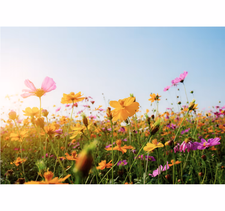 Tapisserie fleur floraison colorée - TenStickers