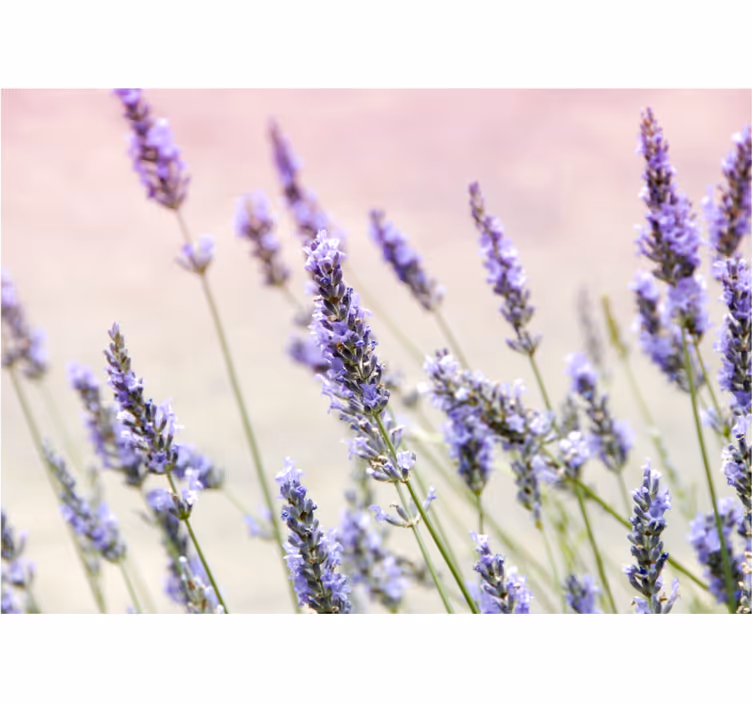 Tapisserie fleur Élégance florale lavande - TenStickers