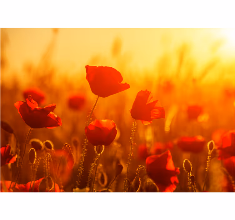 Tapisserie murale coquelicots lever de soleil - TenStickers