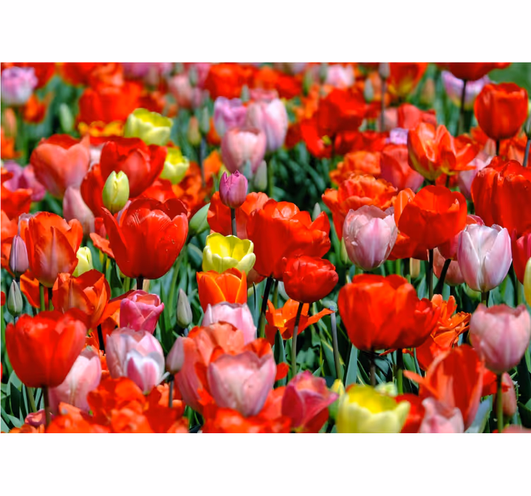 Papier peint tulipes Champ de tulipes colorées - TenStickers