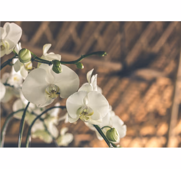 Tapisserie orchidée fleurs d'orchidée élégantes - TenStickers