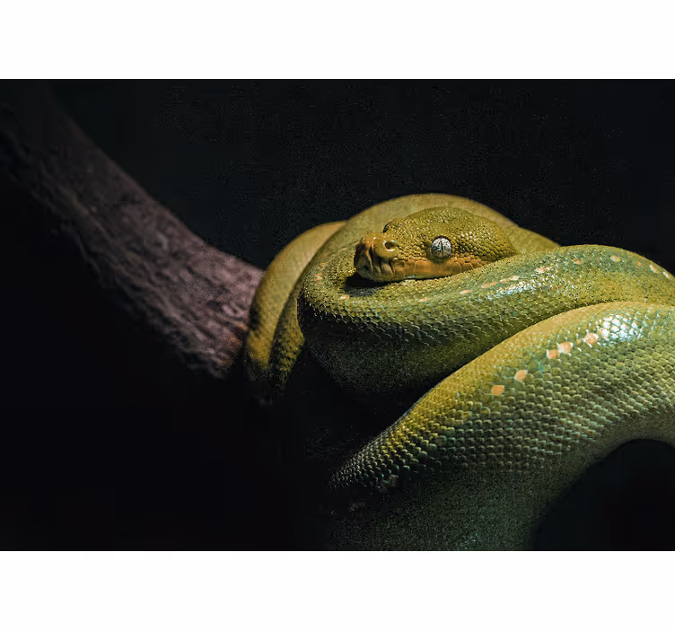 Tapisserie murale animaux python vert émeraude - TenStickers