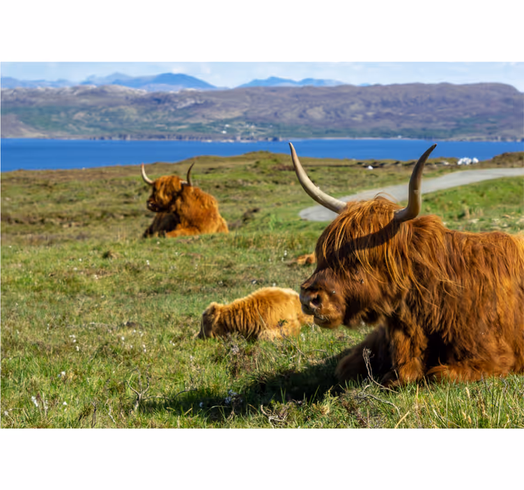 Tapisserie nature vaches des highlands paissant - TenStickers