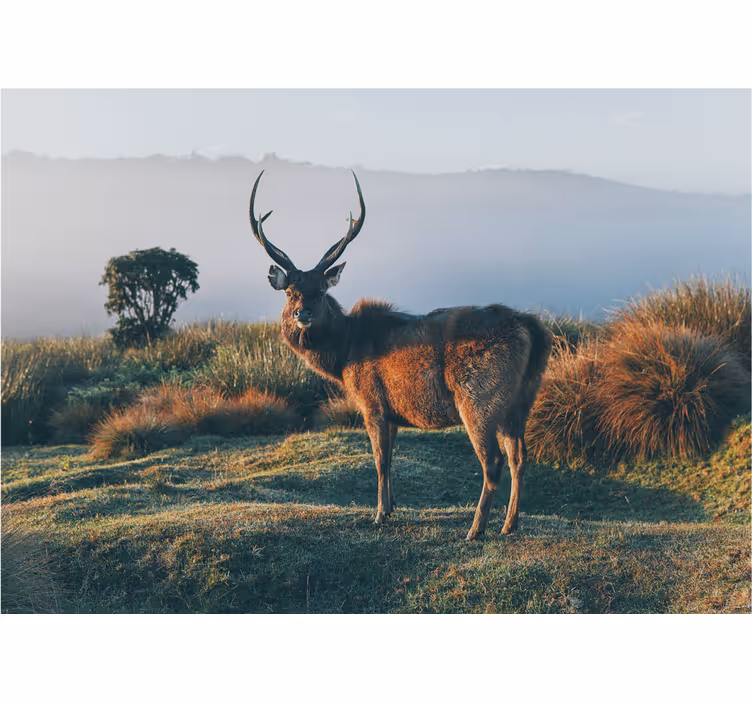 Tapisserie autres animaux profil de cerf majestueux - TenStickers