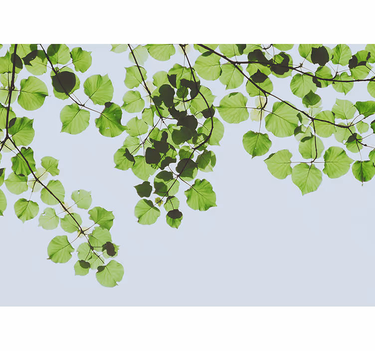 Papier peint nature Feuilles vertes au soleil - TenStickers