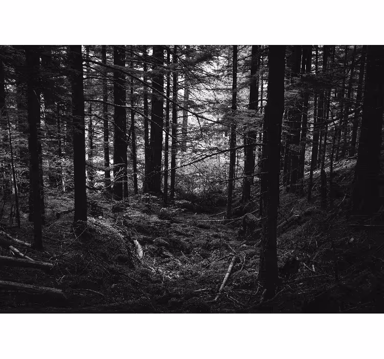 Tapisserie forêt scène de forêt sombre - TenStickers
