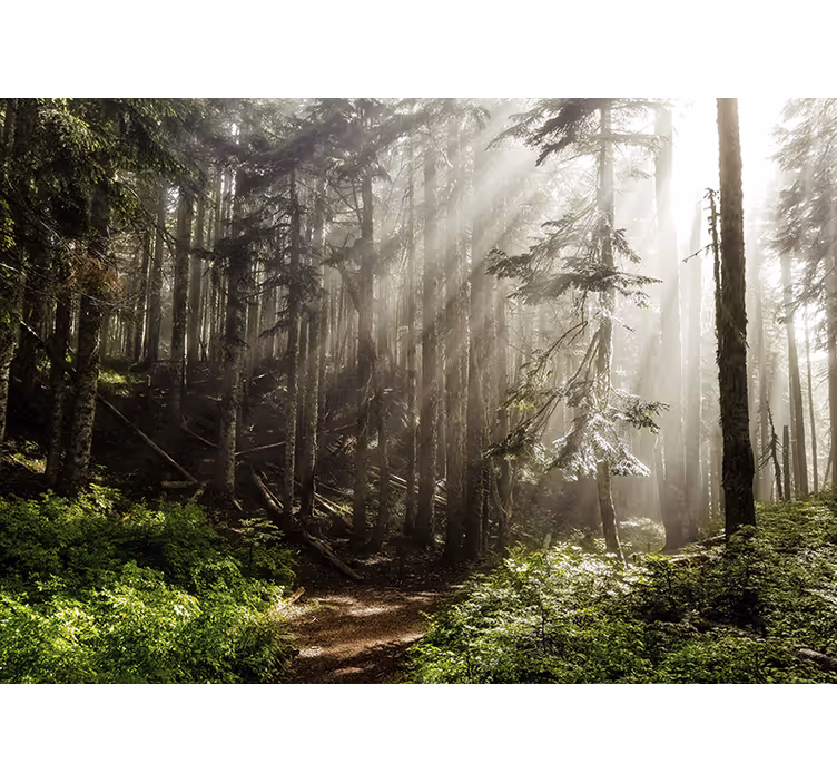 Papier peint mural forets Arbres d'un vert profond - TenStickers
